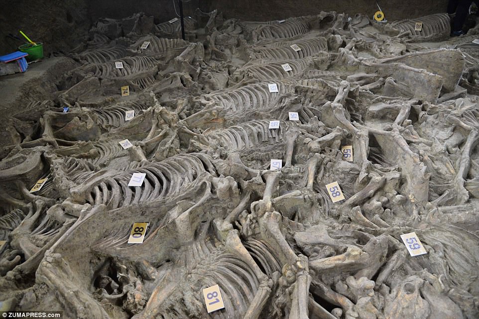 In the vicinity of the Lord’s tomb, archaeologists have unearthed a burial pit containing the remains of 100 horse skeletons dating back 2,400 years