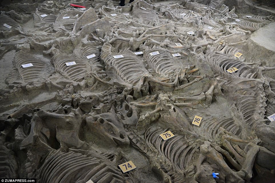 In the vicinity of the Lord’s tomb, archaeologists have unearthed a burial pit containing the remains of 100 horse skeletons dating back 2,400 years