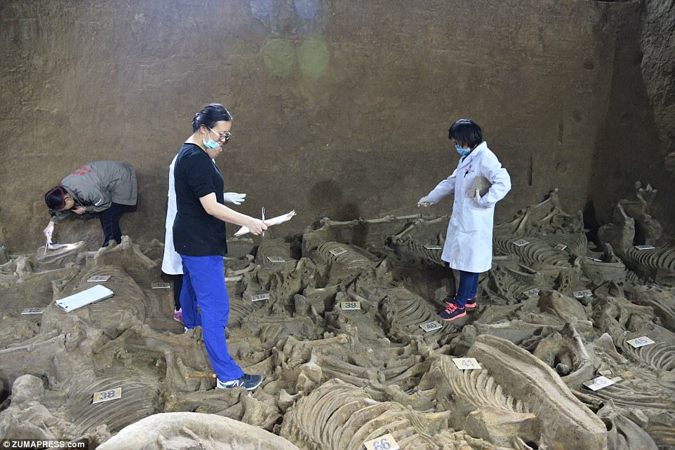 In the vicinity of the Lord’s tomb, archaeologists have unearthed a burial pit containing the remains of 100 horse skeletons dating back 2,400 years