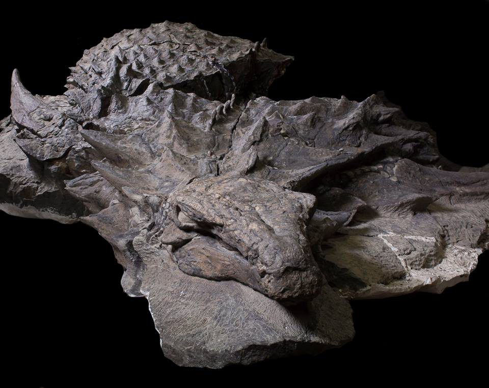 Xác ướp" khủng long được bảo quản nguyên vẹn hơn 100 triệu năm có trọng  lượng gần như tương tự lúc còn sống