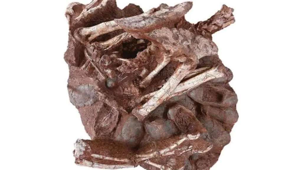 The world's first fossil discovery shows a dinosaur sitting on an egg nest like a bird - T-News